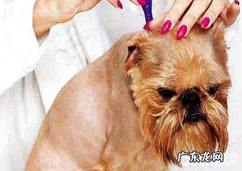 小宠物主必知有关狗狗驱虫的难题