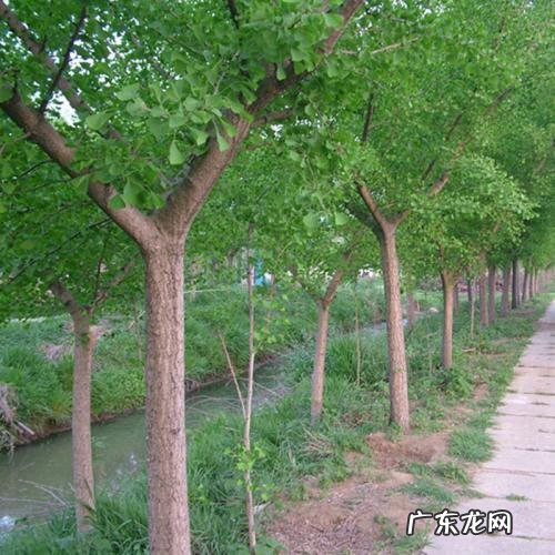 银杏树的树干有什么特点树叶像什么它有什么作用 银杏树的树干有什么特点