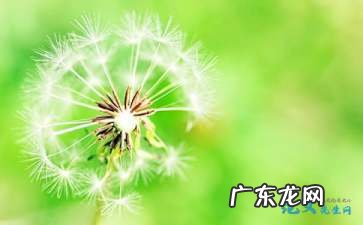 蒲公英的形状和样子的作文 蒲公英的样子和特点作文300字