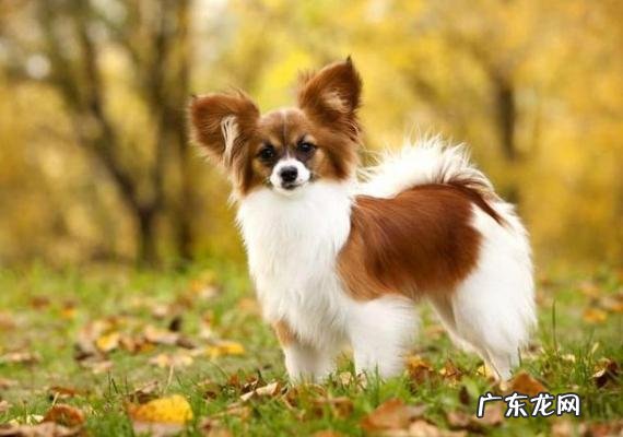 蝴蝶犬多少钱一只图片 蝴蝶犬多少钱一只