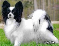 蝴蝶犬多少钱一只图片 蝴蝶犬多少钱一只