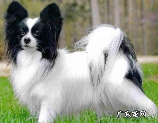 蝴蝶犬多少钱一只图片 蝴蝶犬多少钱一只