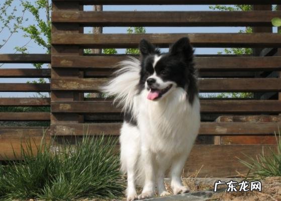 蝴蝶犬多少钱一只图片 蝴蝶犬多少钱一只