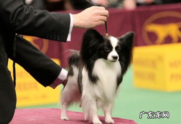 蝴蝶犬多少钱一只图片 蝴蝶犬多少钱一只