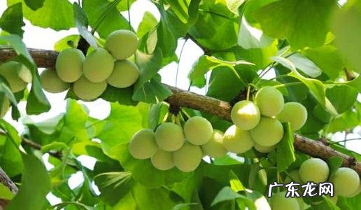 银杏树果子 银杏树结果吗