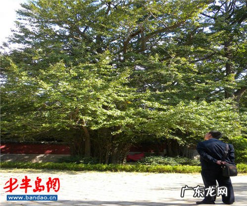 银杏树果子 银杏树结果吗