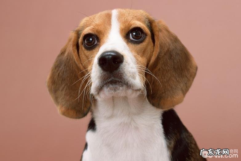 狗狗上火该怎么办 狗狗上火嘴角溃烂