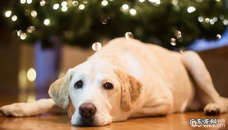 小狗怎么会肛门腺炎症 狗狗肛门腺炎症怎么治疗