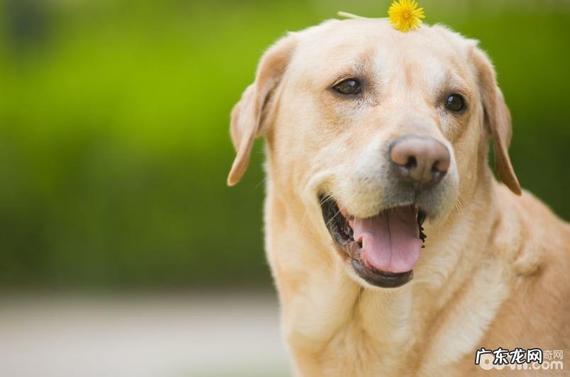 小狗怎么会肛门腺炎症 狗狗肛门腺炎症怎么治疗