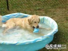 分辨小狗中署的方式都有哪些？