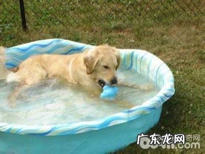 分辨小狗中署的方式都有哪些？