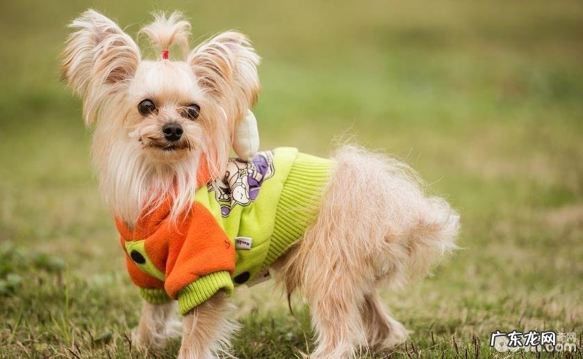 小狗消化不好缘故有什么 小狗消化不好如何治疗