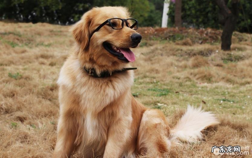 小狗消化不好缘故有什么 小狗消化不好如何治疗