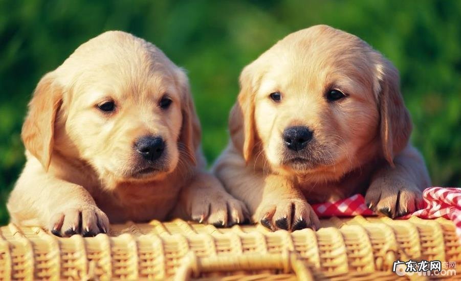 狗狗螨虫皮肤疾病如何治疗 狗狗螨虫皮肤疾病缘故有什么