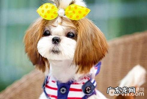 小狗犬瘟怎么预防 小狗犬瘟热症状有什么