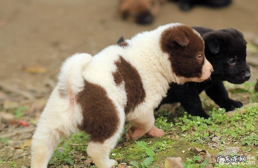 小狗得了细微的表现症状都有哪些?