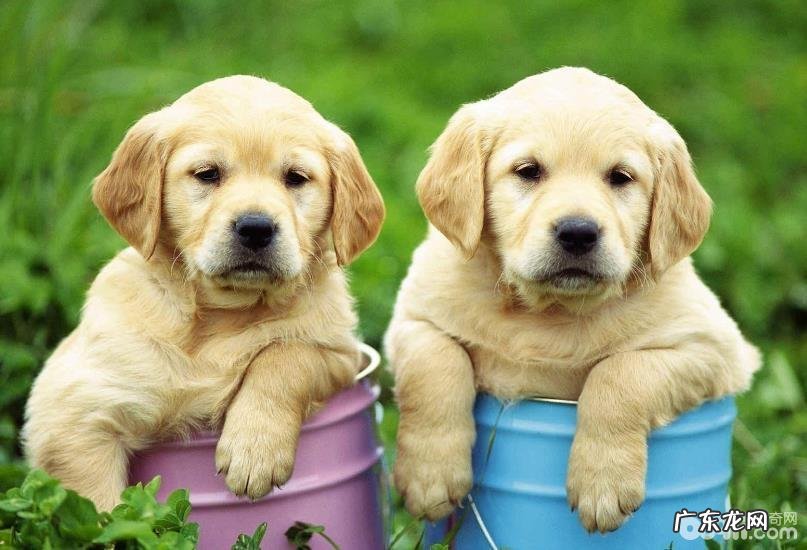 小狗得了细微的表现症状都有哪些?