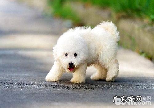 小狗得了细微的表现症状都有哪些?