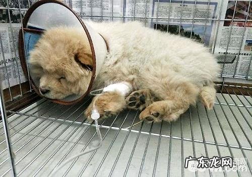 犬细小怎么治疗，犬细小的防止方式