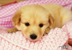 犬细小怎么治疗，犬细小的防止方式