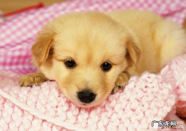 犬细小怎么治疗，犬细小的防止方式