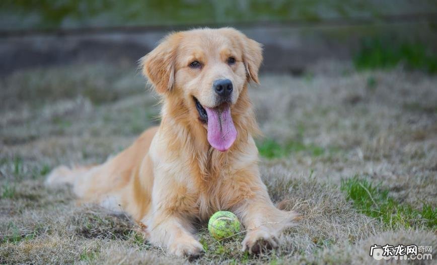 怎样根据小狗的排泄物分辨健康状况？