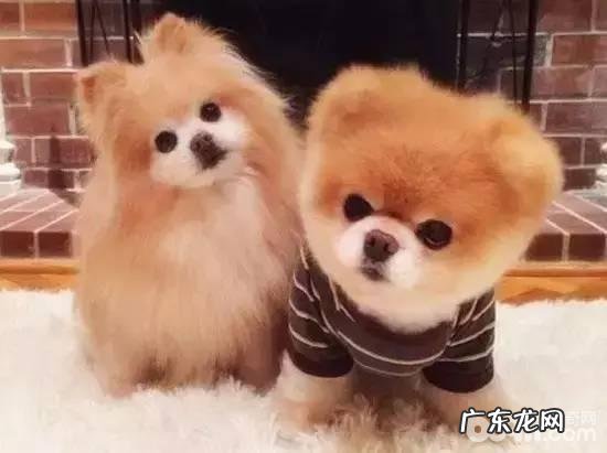 怎样根据小狗的排泄物分辨健康状况？