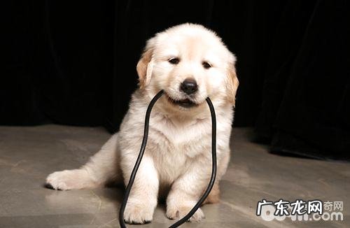 怎样根据小狗的排泄物分辨健康状况？