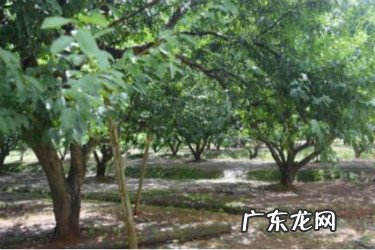 拼多多果园在哪里找人PK 拼多多果园在哪里找人pk