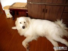 分辨小狗真伪怀孕的方法都有哪些？