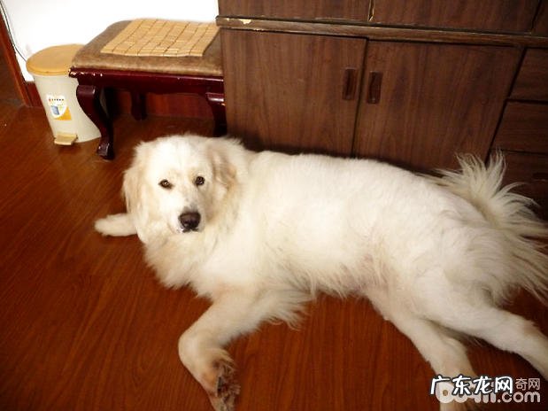 分辨小狗真伪怀孕的方法都有哪些?