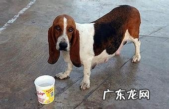 分辨小狗真伪怀孕的方法都有哪些?