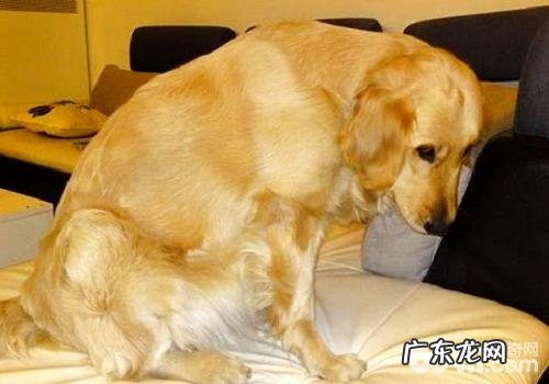 分辨小狗真伪怀孕的方法都有哪些?