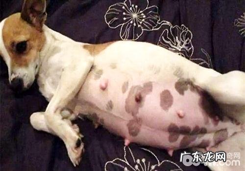 怀孕期小狗应当如何保养?