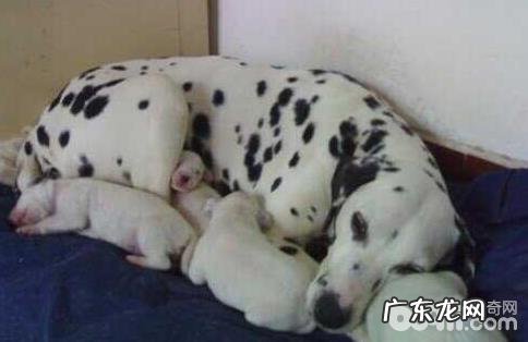 怀孕期小狗应当如何保养?