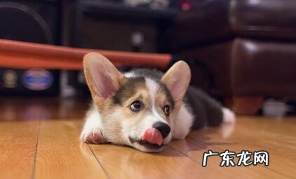 狗狗呕吐如何治疗 狗狗呕吐该怎么办