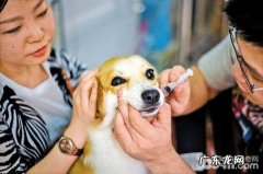 给小狗灌药的方法都有哪些？