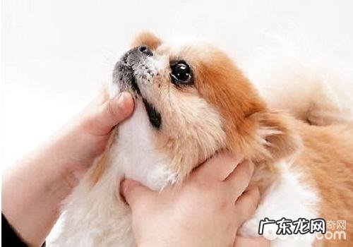 给小狗灌药的方法都有哪些?