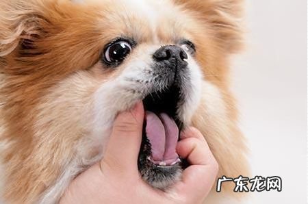 给小狗灌药的方法都有哪些?