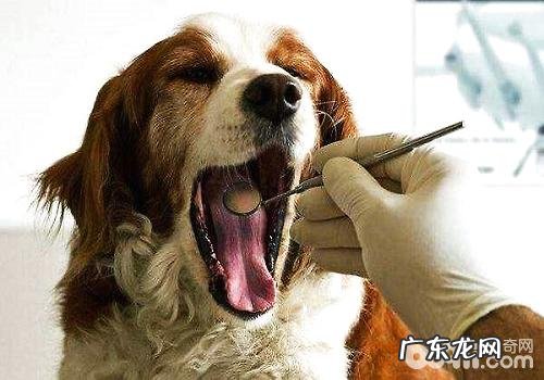 领小狗到医院的常见问题都有什么？