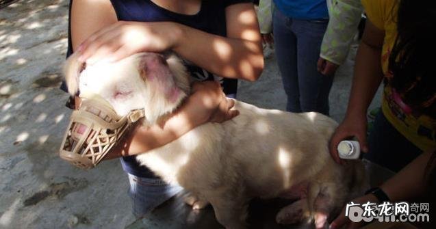 下列几类小狗急救措施小宠物关键谨记