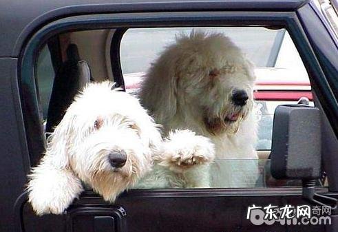 下列几类小狗急救措施小宠物关键谨记