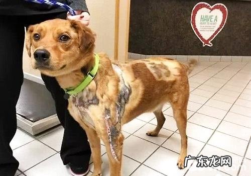 下列几类小狗急救措施小宠物关键谨记