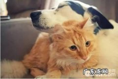 狗狗发情有哪些主要表现 如何看小狗是不是发情期