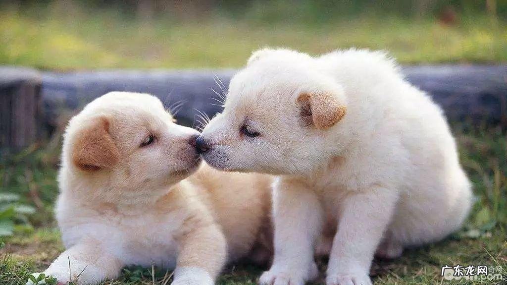 狗狗配种前必须考虑到的难题都有什么？