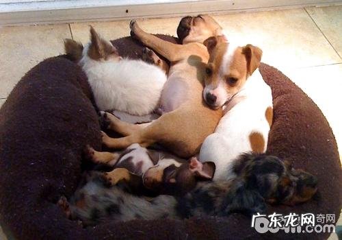 狗狗配种前必须考虑到的难题都有什么？