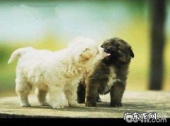 狗狗配种前必须考虑到的难题都有什么？