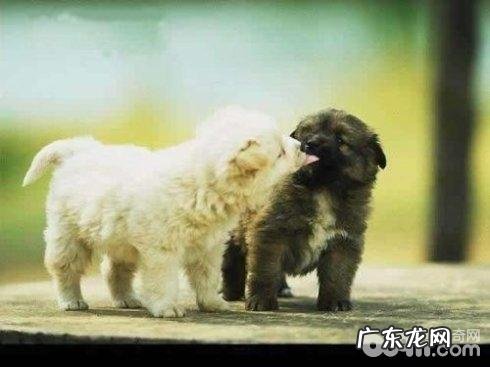 狗狗配种前必须考虑到的难题都有什么？