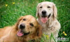 狗狗配种前必须检查的项目都有哪些？