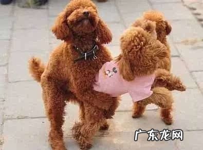 狗狗配种常见的三种方法详细介绍